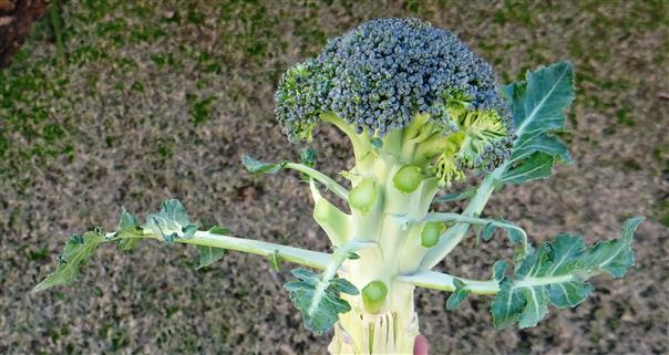 Brassica oleracea var. italica